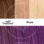 Swatch Prune