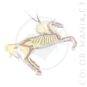 Collier Licorne Squelette Transparent Irisé | Color-Mania