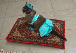 Un chat princesse sur un tapis